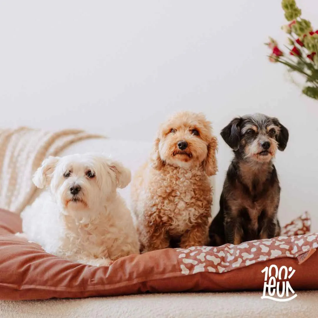 Honden- Kussen Groot