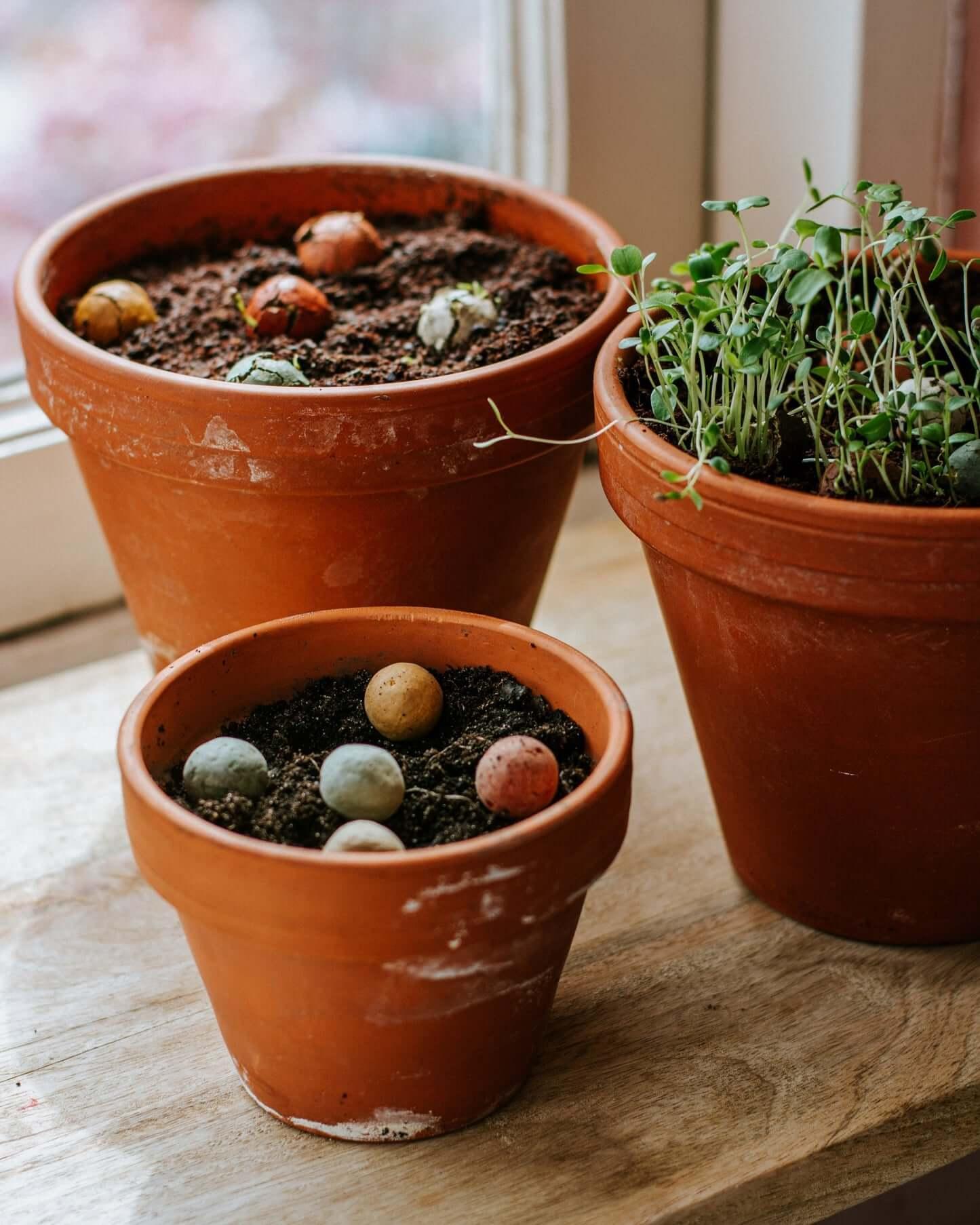 Diverse terracotta potten met zaadbommetjes en kiemende plantjes op een houten tafel.