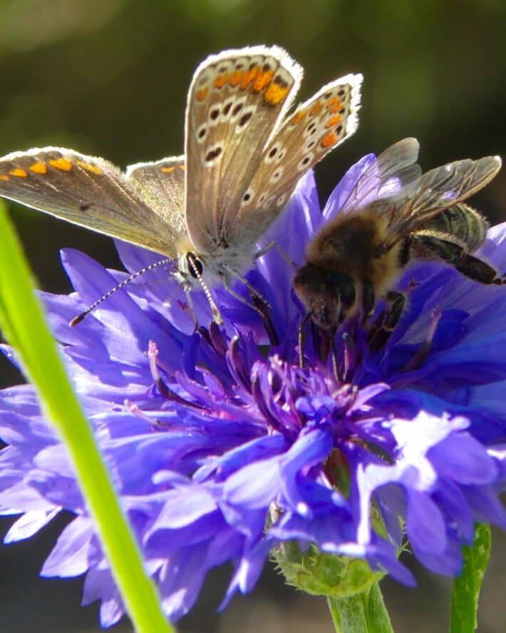 Zaadbommetjes 'Bedankt voor je inzet' Dream