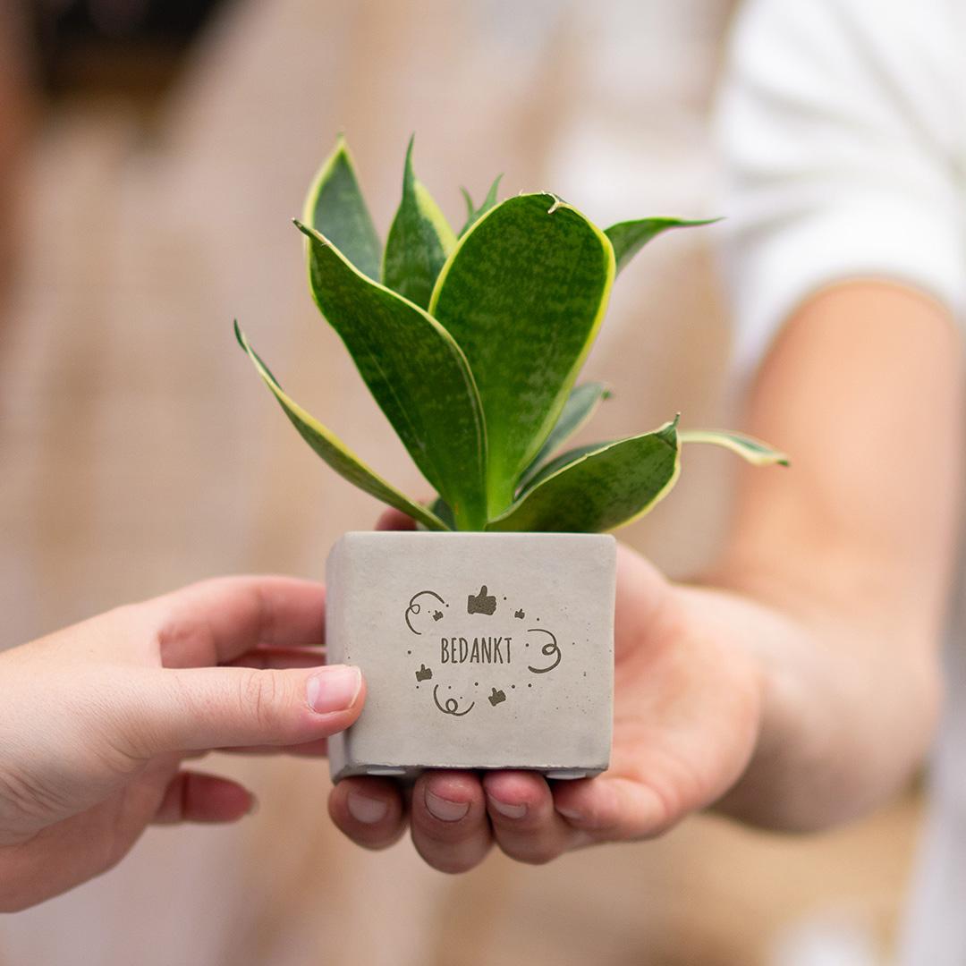 Congreetz® plantpots + Sansevieria | Bedankt
