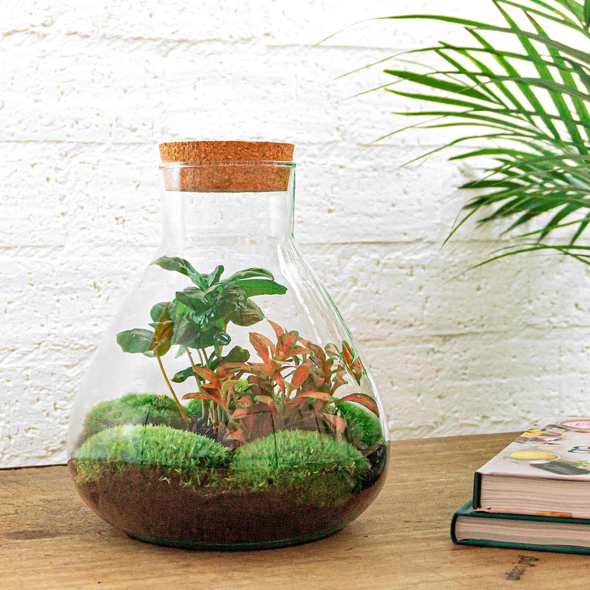 DHZ terrarium - Sammie Coffea - ↕ 27 cm - Normal