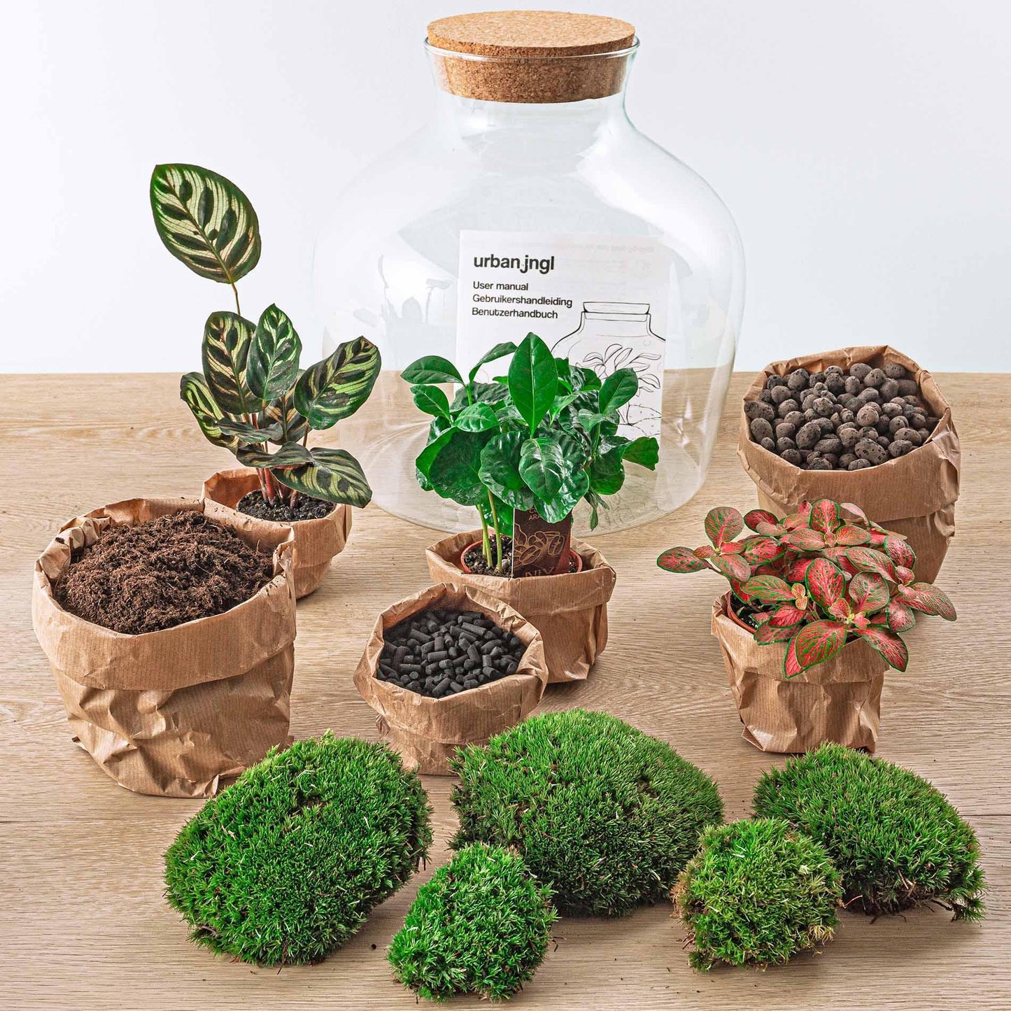 DHZ terrarium - Fat Joe Coffea - ↕ 30 cm - Hark + Schop + Pincet + Schaar