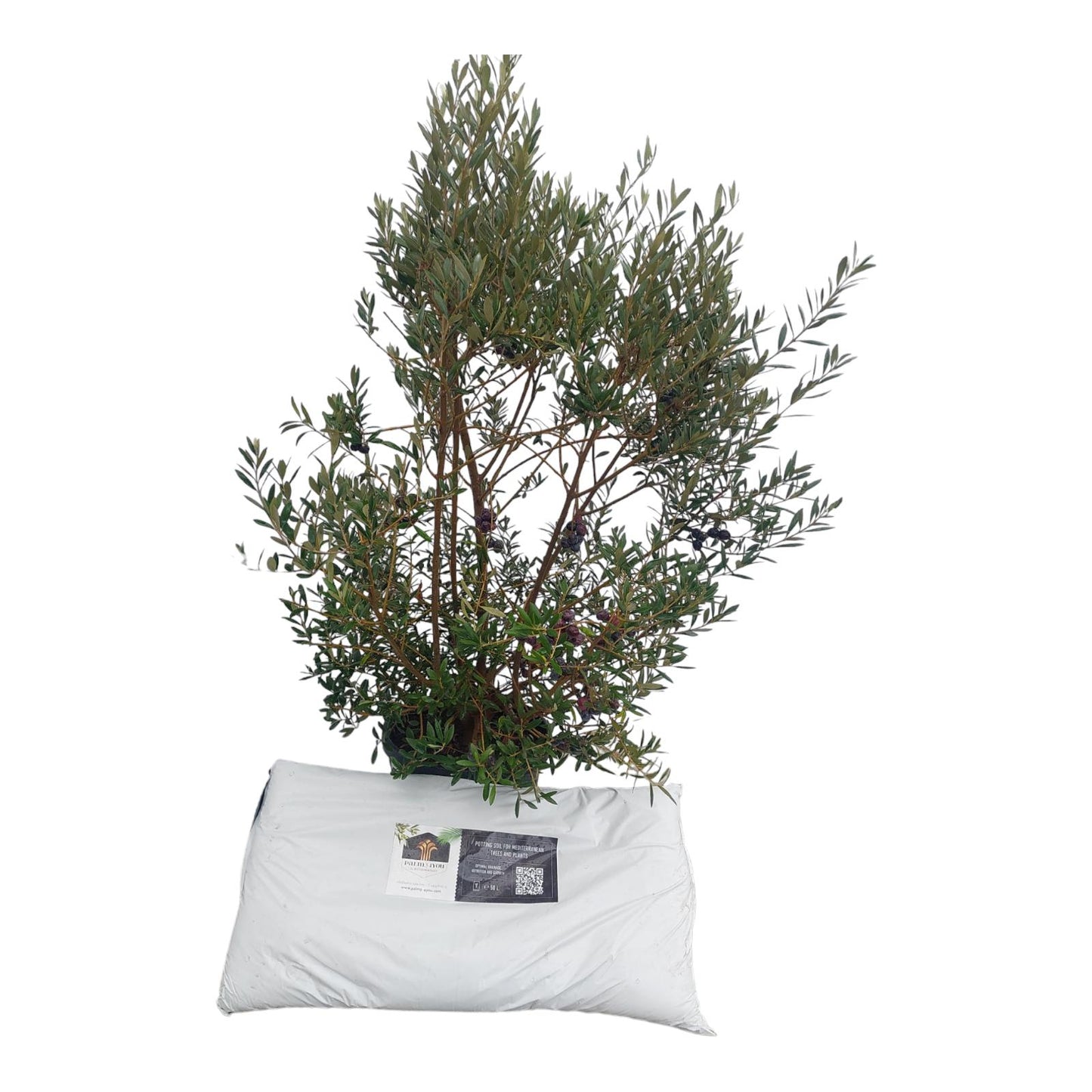 Mediterrane aanplantgrond