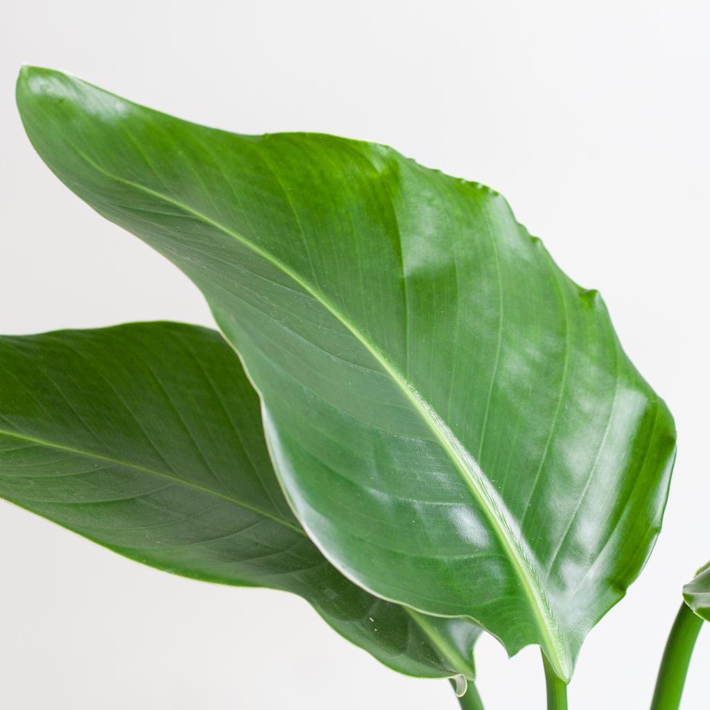 Streli Sophie met Lissab mand zwart