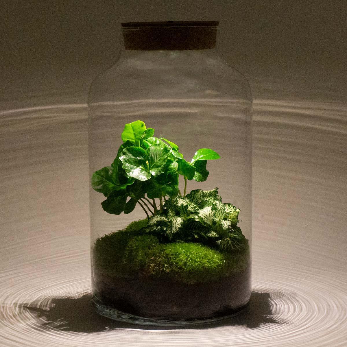 DHZ terrarium - Milky Coffea met lamp - ↕ 31 cm - Hark + Schop + Pincet