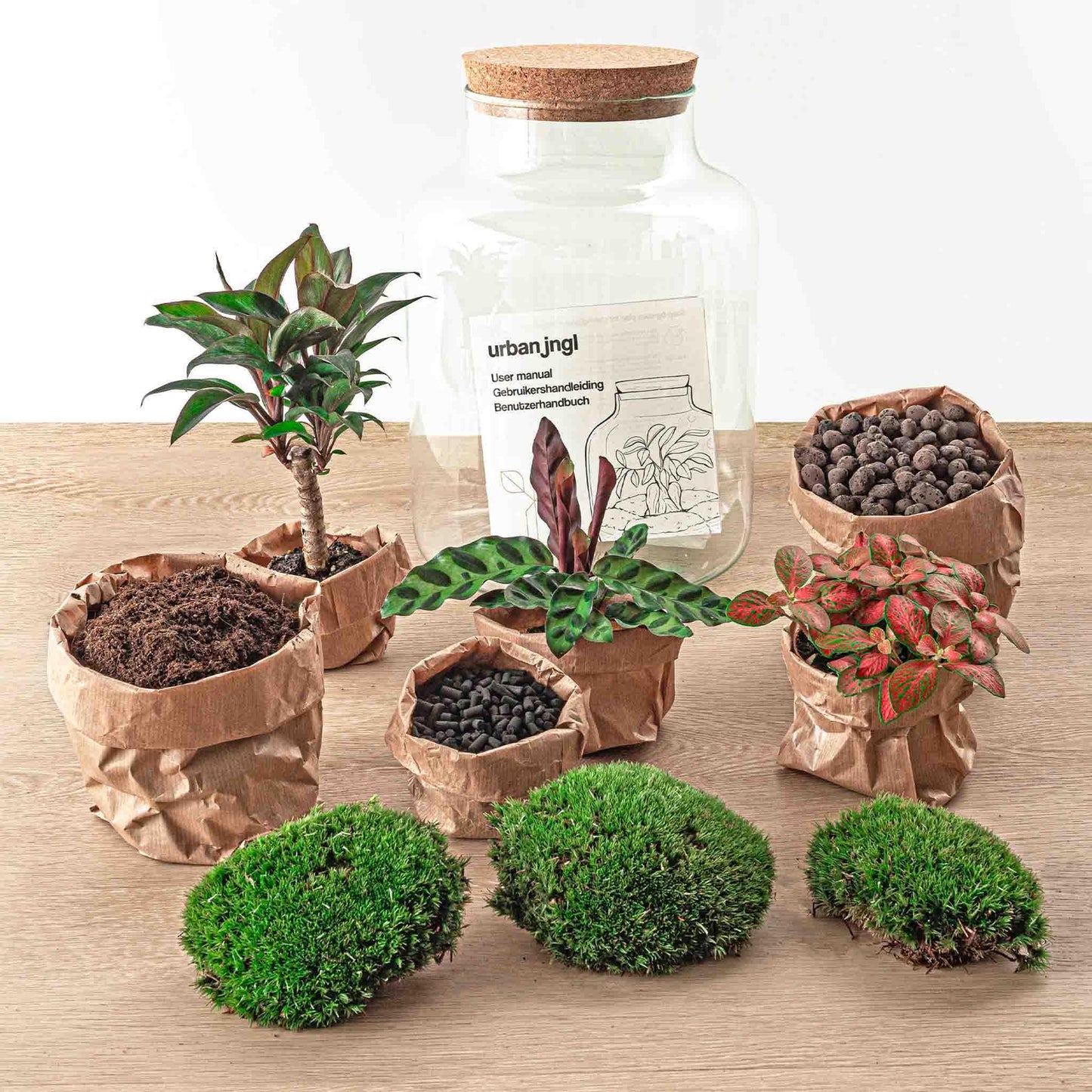 DHZ-terrarium - Melkachtige Palm - ↕ 30 cm
