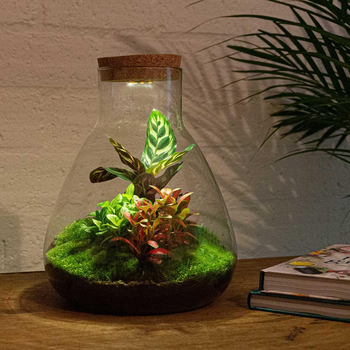DHZ terrarium - Sam Calathea met licht - ↕ 30 cm - Hark + Schop + Pincet + Schaar