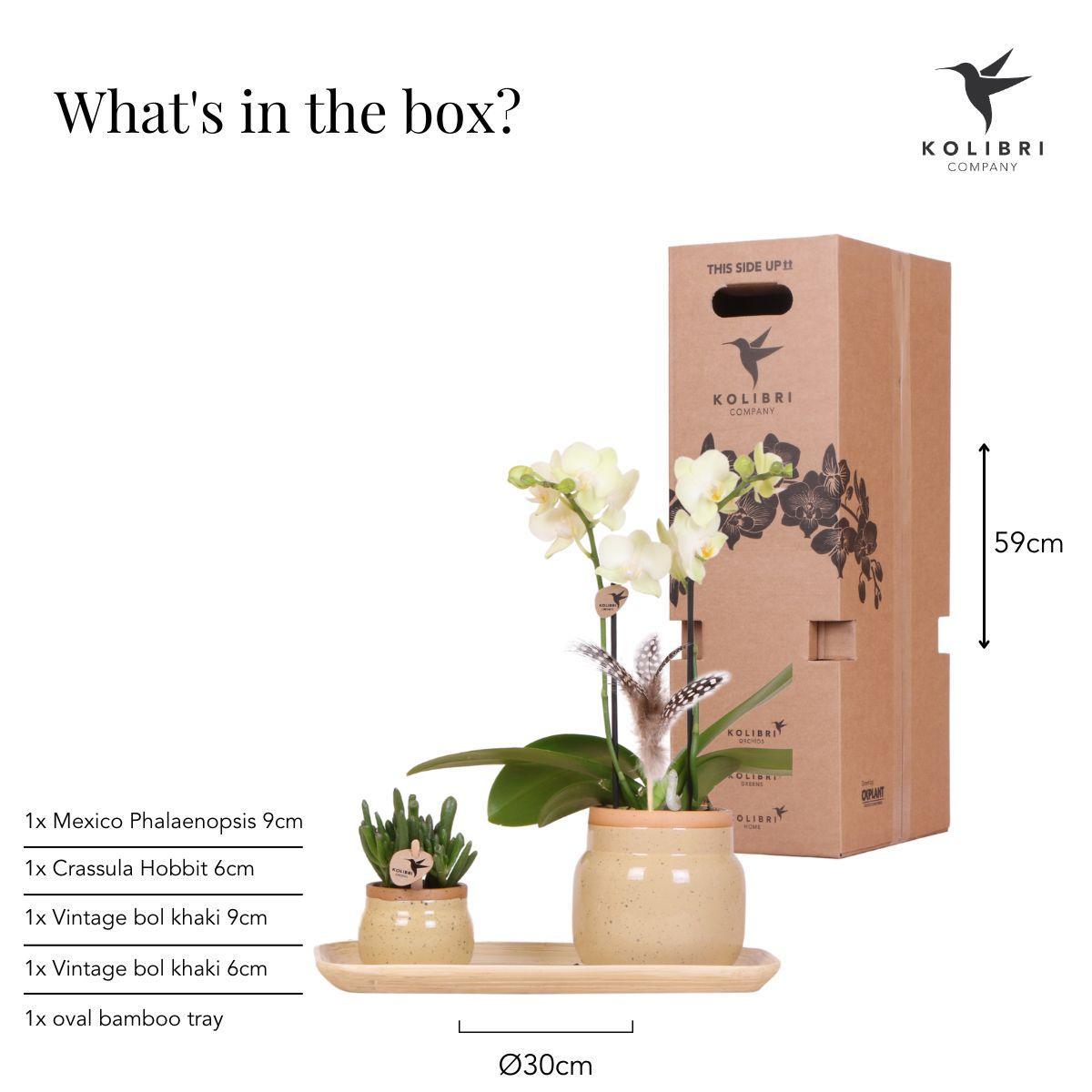 Kolibri Orchids | Groene plant met gele Phalaenopsis orchidee in Vintage khaki sierpotten en bamboe dienblad