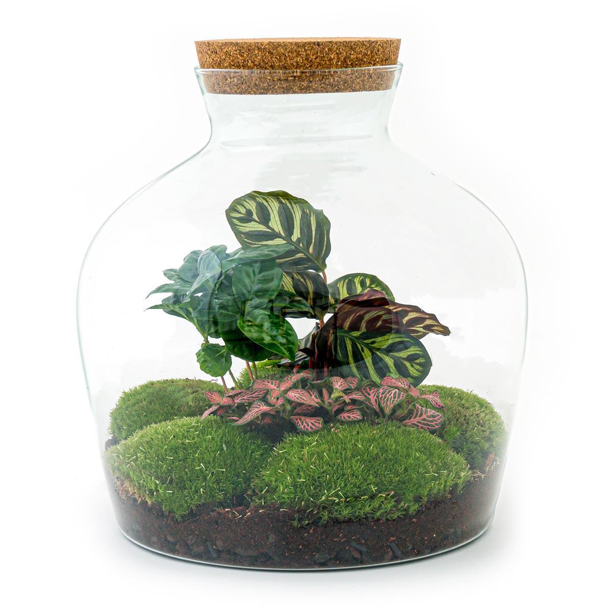 DHZ terrarium - Fat Joe Coffea - ↕ 30 cm - Hark + Schop + Pincet + Schaar