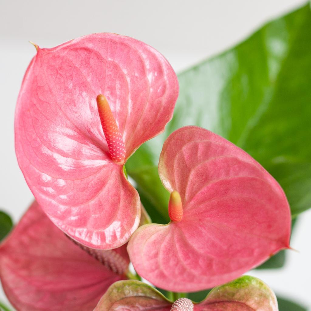 Plant Roze Loisi Mingo met Lissa mand wit