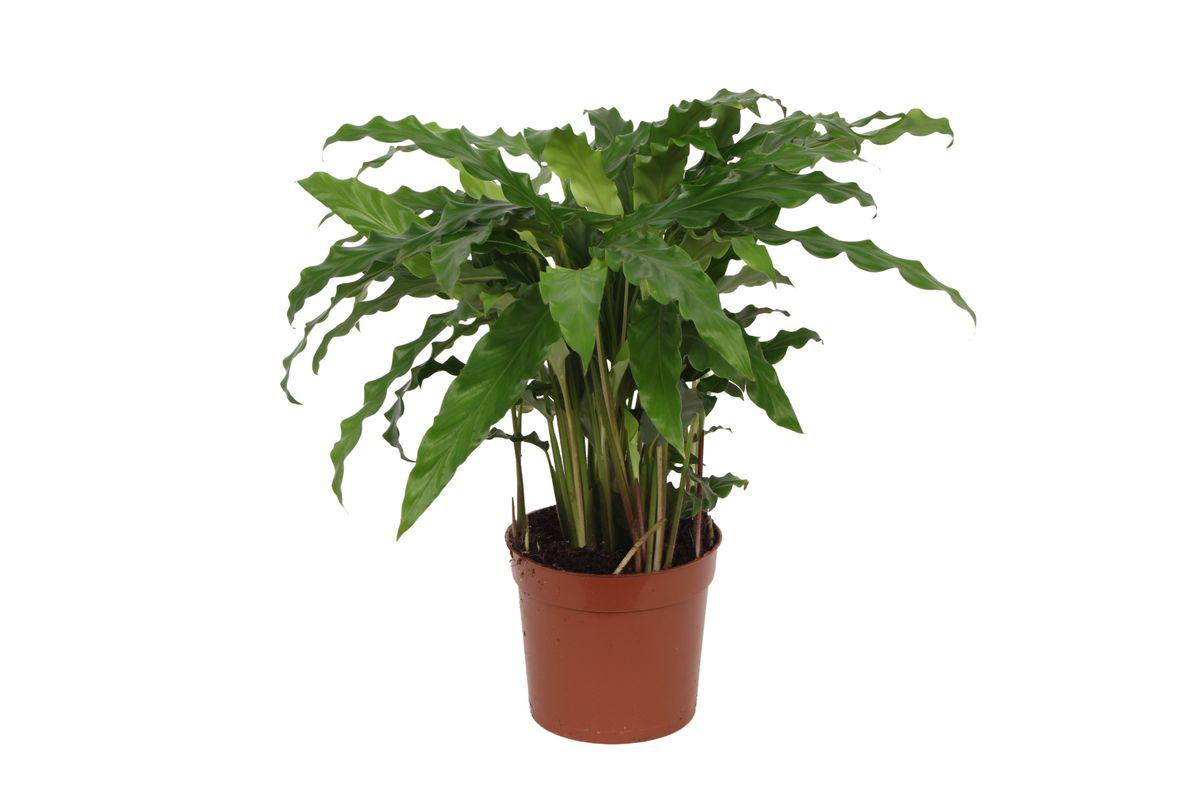 Calathea Yuna Blue - 40 cm - Ø12cm
