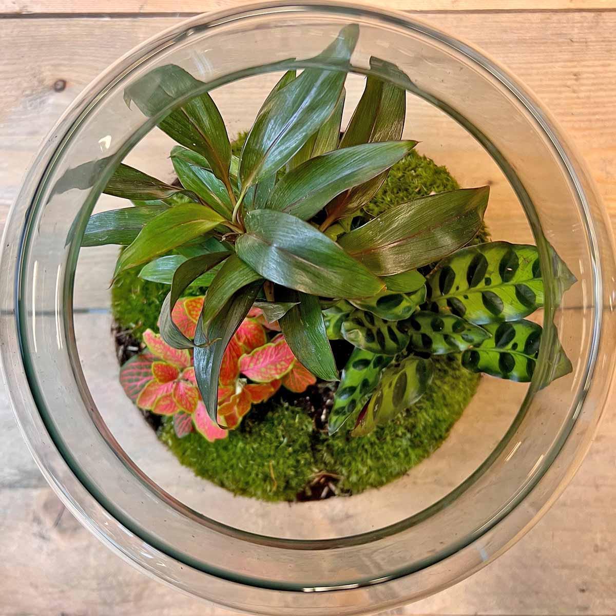 DHZ-terrarium - Melkachtige Palm - ↕ 30 cm