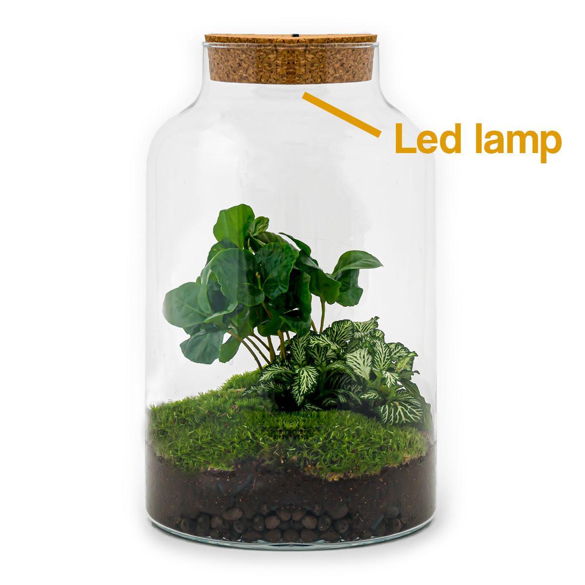 DHZ terrarium - Milky Coffea met lamp - ↕ 31 cm - Hark + Schop + Pincet