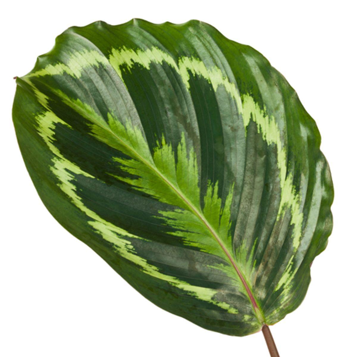 De Calathea Sophie Medelion - 80 cm - Ø19cm