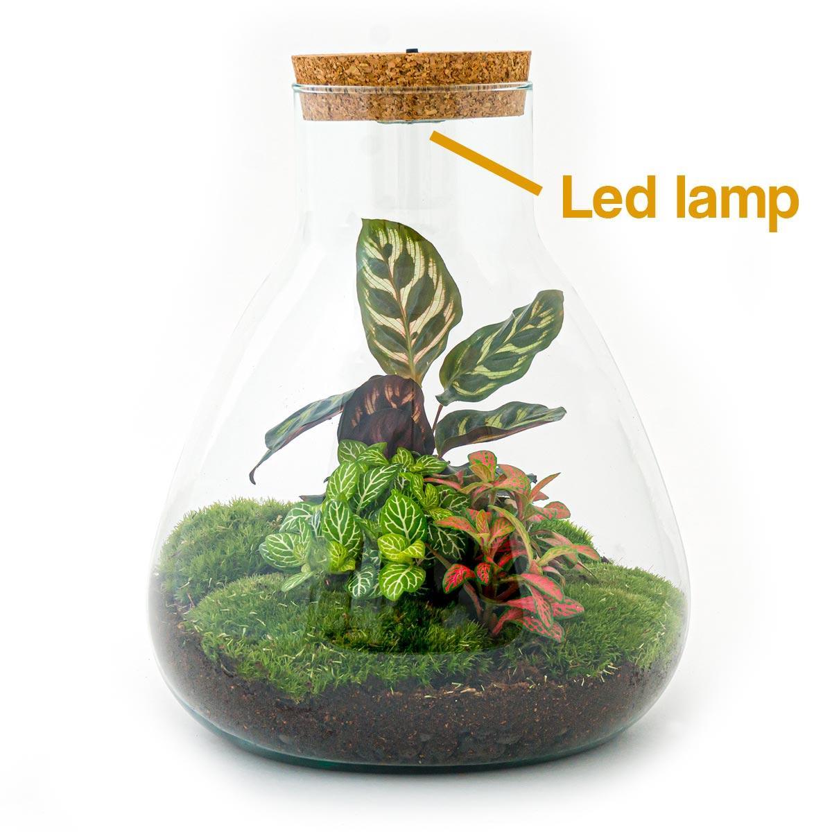DHZ terrarium - Sam Calathea met licht - ↕ 30 cm - Hark + Schop + Pincet + Schaar