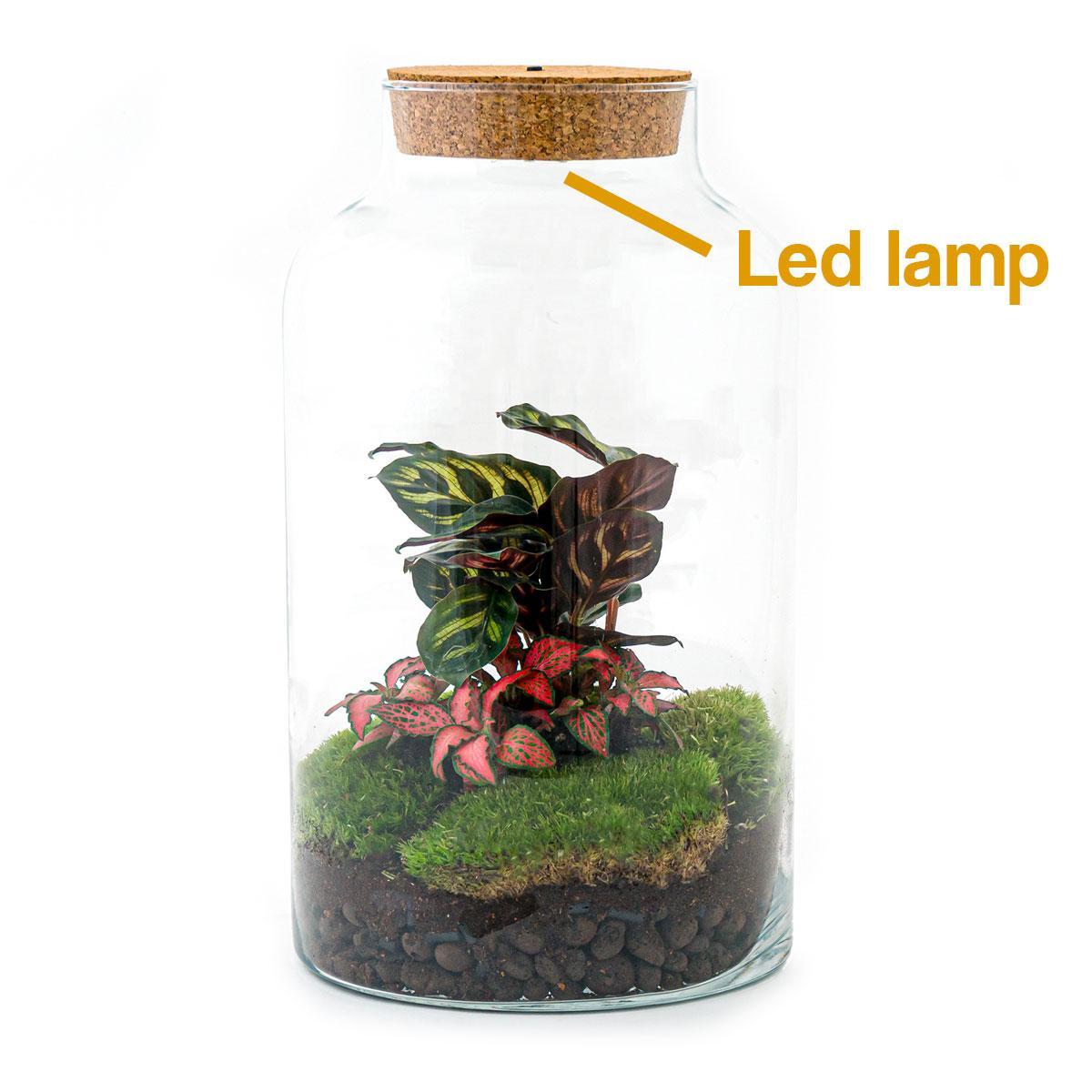 DIY terrarium - Milky Calathea with Light - ↕ 31 cm - Rake + Shovel + Tweezer + Scissors