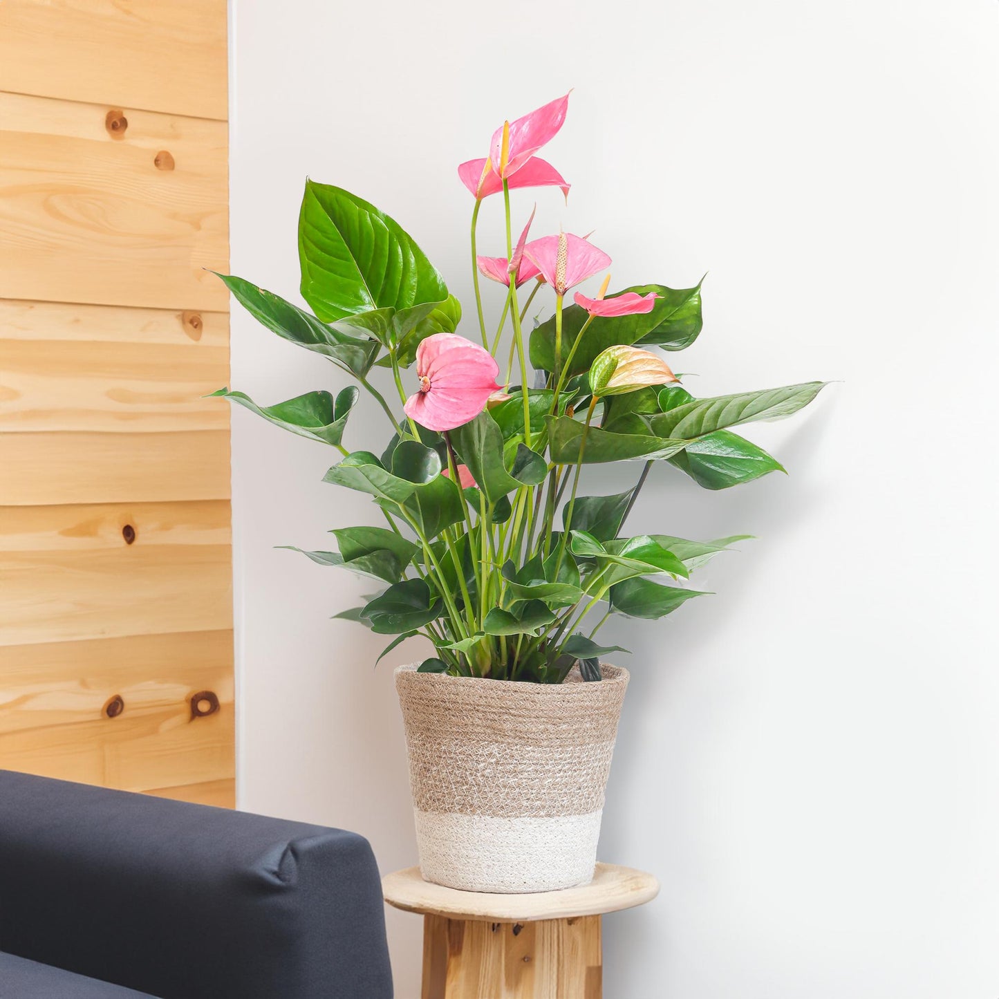 Plant Roze Loisi Mingo met Lissa mand wit