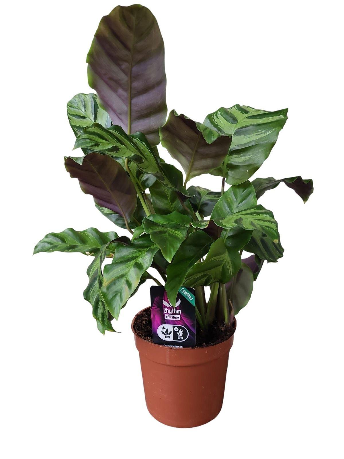 Calathea Yuna star - 40 cm - Ø12cm