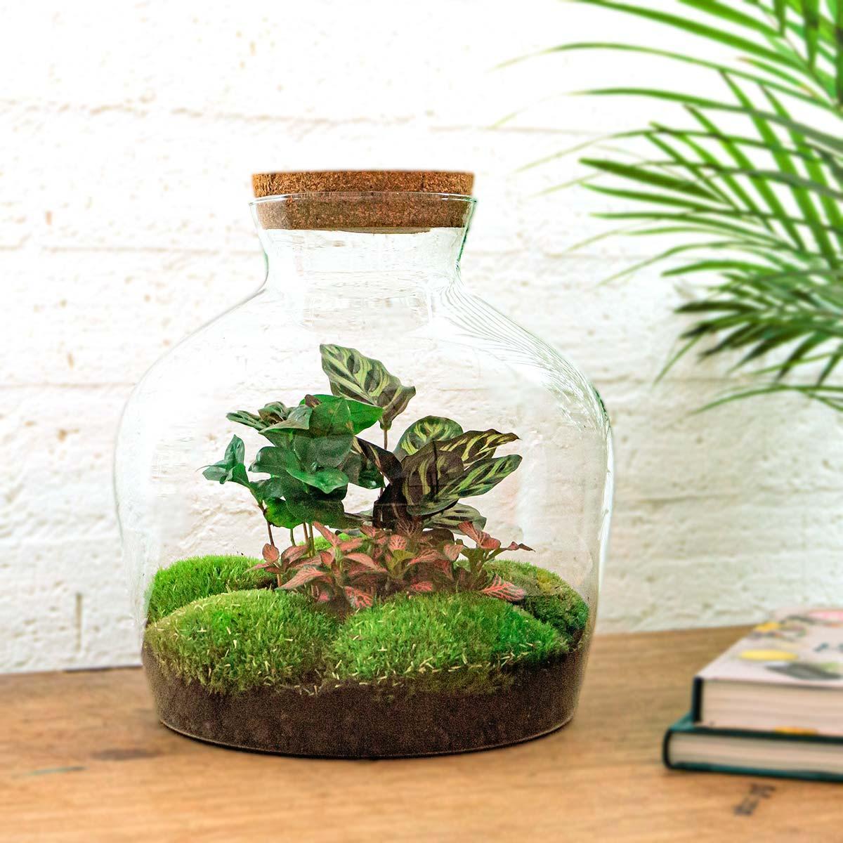 DHZ terrarium - Fat Joe Coffea - ↕ 30 cm - Hark + Schop + Pincet + Schaar