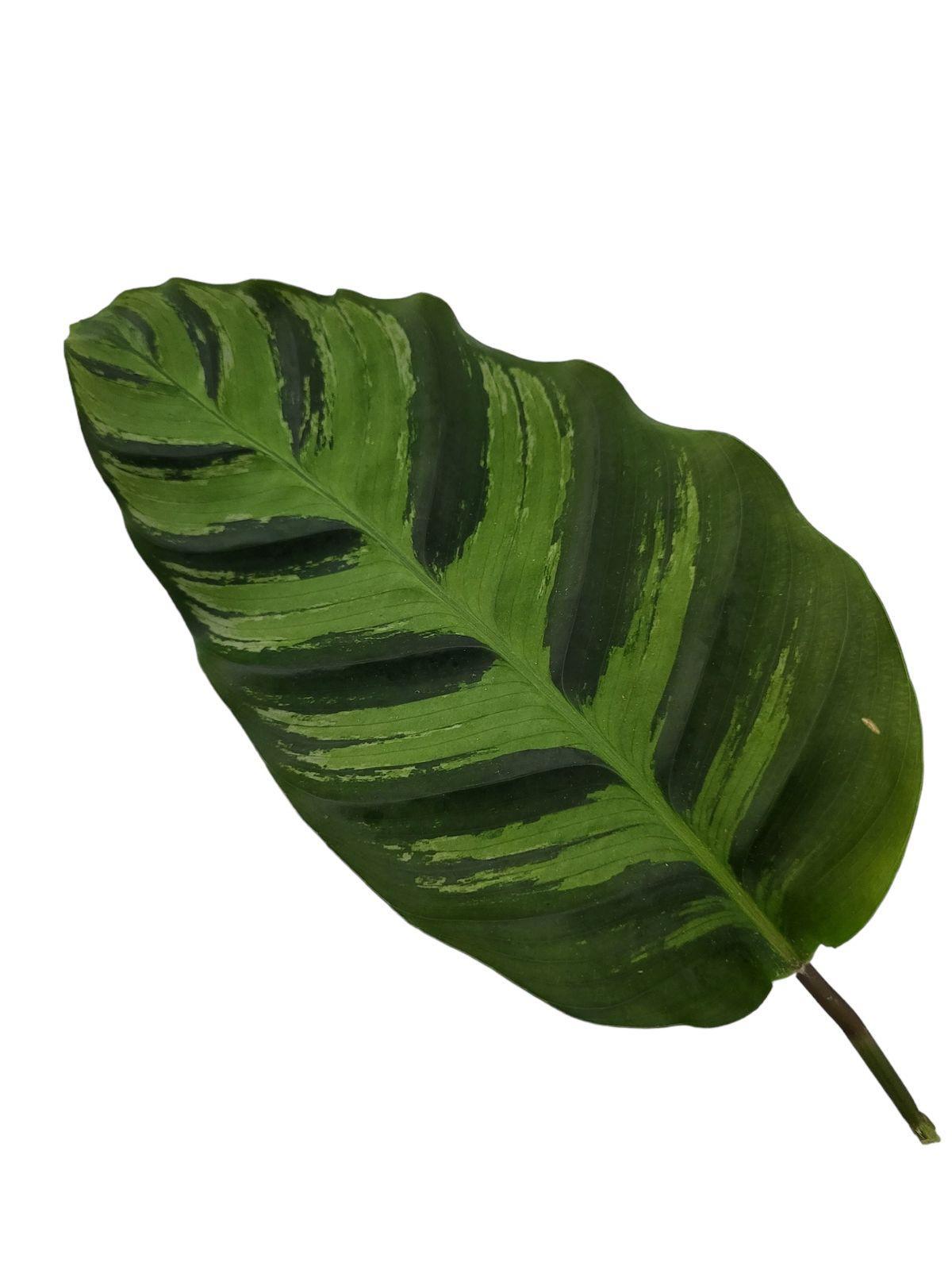 Calathea Yuna star - 40 cm - Ø12cm