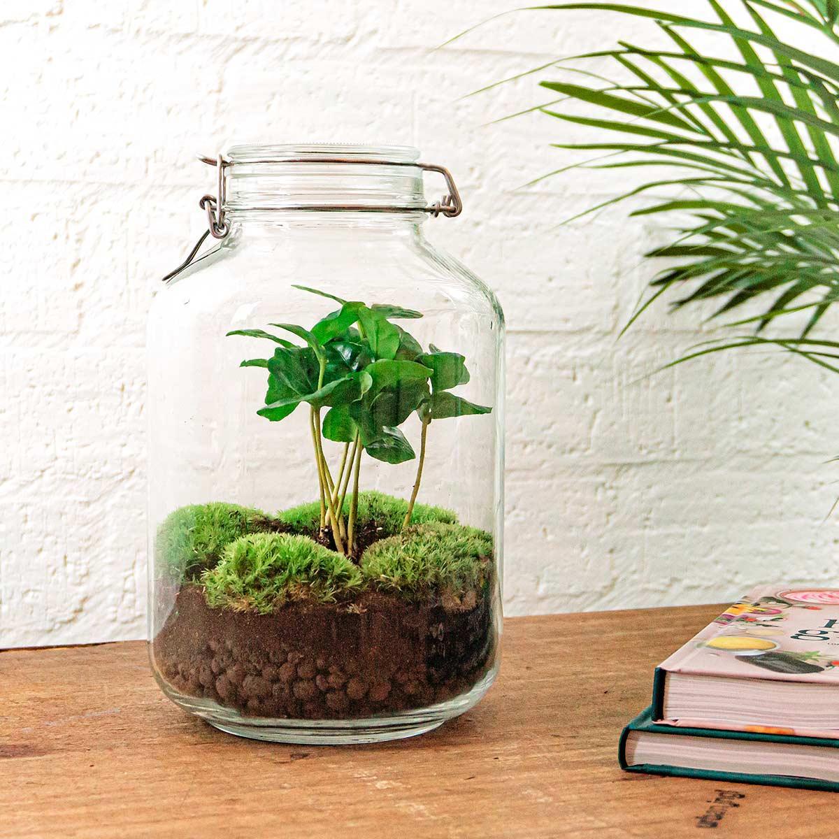 DHZ terrarium - Pot - Coffea Arabica - ↕ 28 cm - Hark + Schop + Pincet + Schaar