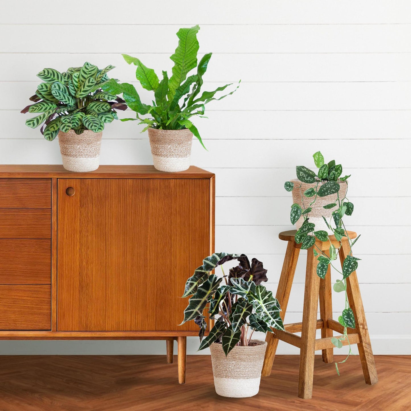 Speciaal blad plantenset