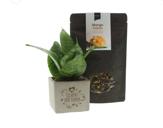 Het Perfecte Cadeau: Ontdek het Dream Plant Thee Pakket bij Wagemakerskoffie