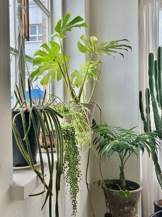 Stijlvolle Decoratieve Planten voor Elk Thuis