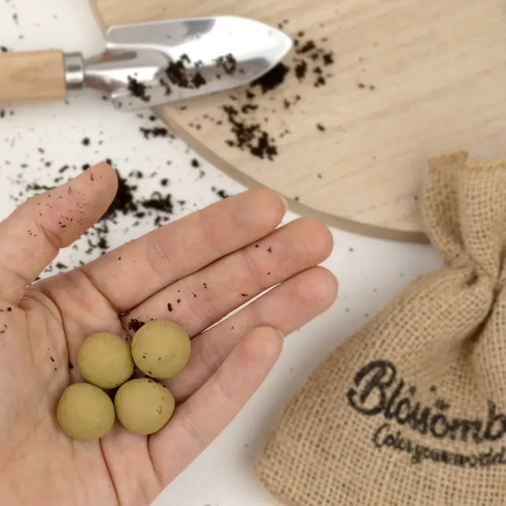 Hand met Blossombs zadenbommetjes en zakje – biologische kruiden.