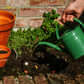 Watering colorful flowers in garden pots with a green watering can.