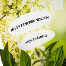 Hydrangea Paniculata Magical Candle Potcover  Ø19cm - ↕30 - 40cm