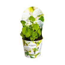 Hydrangea arborescens Annabelle Potcover - Ø19cm  ↕30 - 40cm