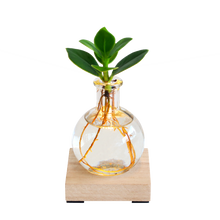 Glowplant - Clusia in vaasje met lampje