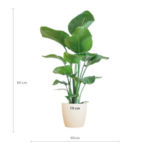 Strelitzia Nicolai met Viber pot wit - 80cm - Ø21