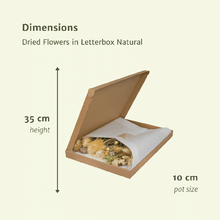 Droogbloemen in Letterbox Pink - ↕30cm - Natural