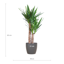 Yucca Elephantipes met Viber zwart - 90cm - Ø21