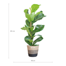 Ficus Lyrata met Mand Lissabon zwart - 80cm - Ø21