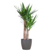 Yucca Elephantipes met Viber zwart - 90cm - Ø21
