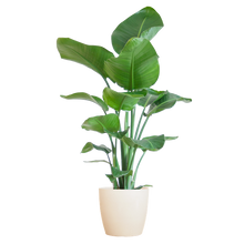 Strelitzia Nicolai met Viber pot wit - 80cm - Ø21