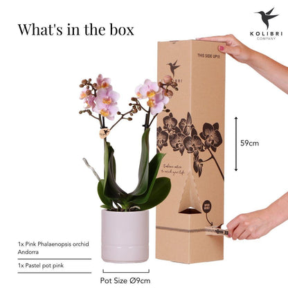 Kolibri Orchids | Roze phalaenopsis orchidee - Andorra + Pastel pot pink - potmaat Ø9cm | bloeiende kamerplant - vers van de kweker
