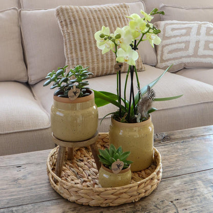 Kolibri Orchids | Groene planten met gele Phalaenopsis orchidee in Vintage khaki sierpotten en hyacinth dienblad