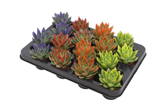 Echeveria Coloured Festival Mix - 16 stuks - Ø6cm - ↕8cm