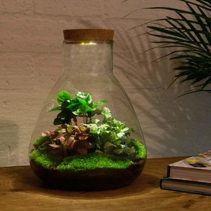 DHZ terrarium - Sam Coffea met lamp - ↕ 30 cm - Hark + Schop