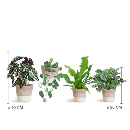 Speciaal blad plantenset