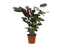 Calathea Yuna star - 80 cm - Ø19cm