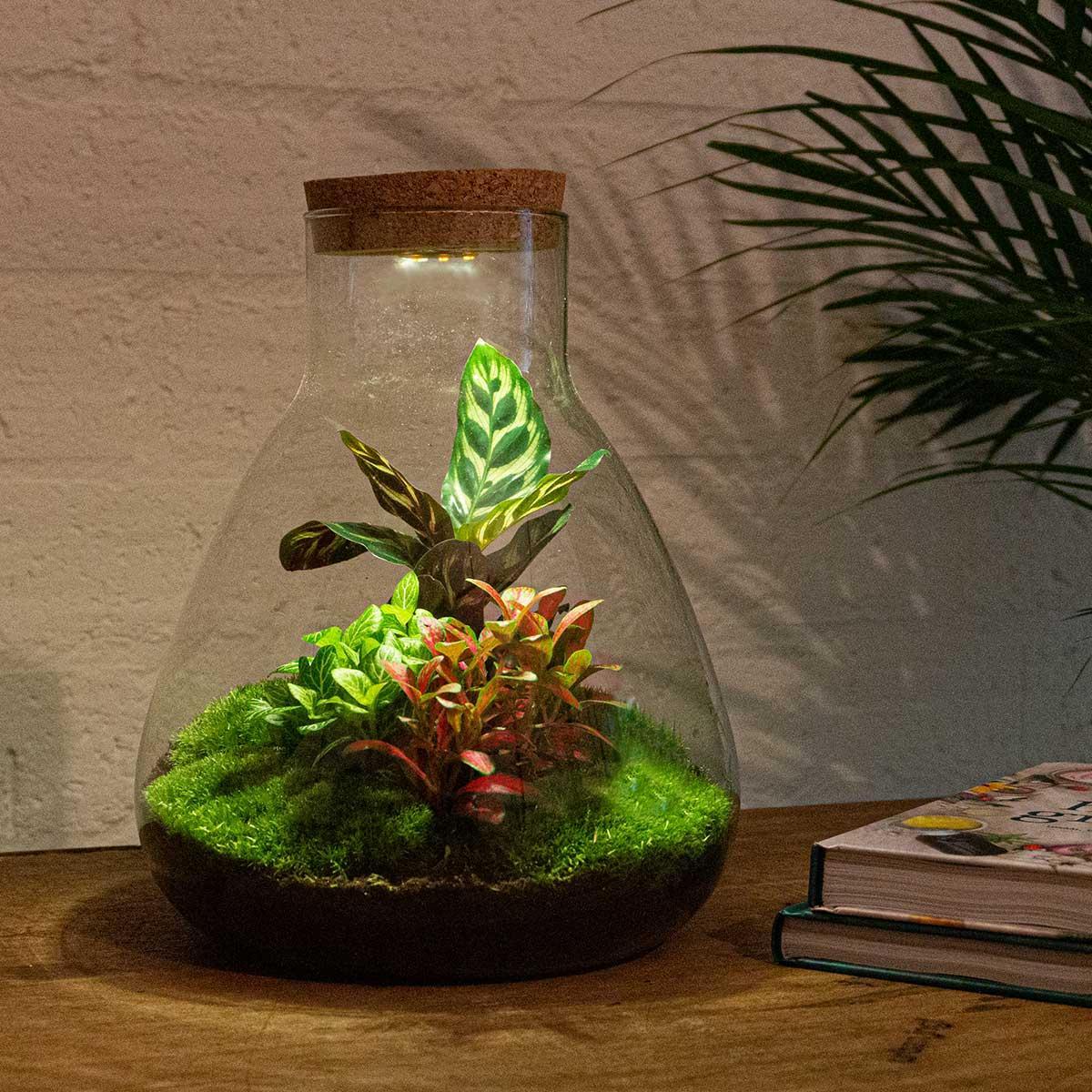 DIY terrarium - Sam Calathea with Light - ↕ 30 cm - Rake + Shovel + Tweezer