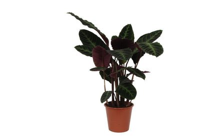 Calathea SoOf Warsi - 80 cm - Ø19cm