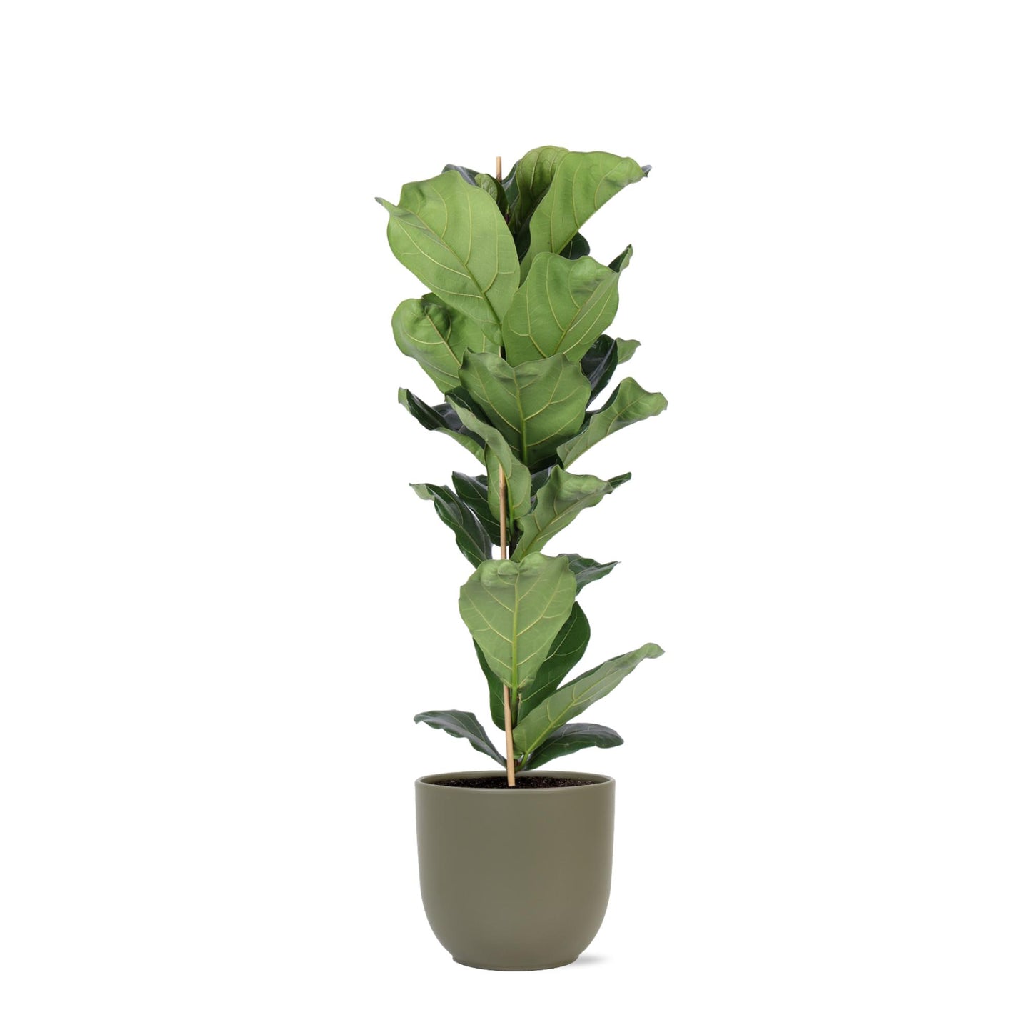 Ficus Lyrata - Ø21cm - ↕90cm in Boule OLIJF pot