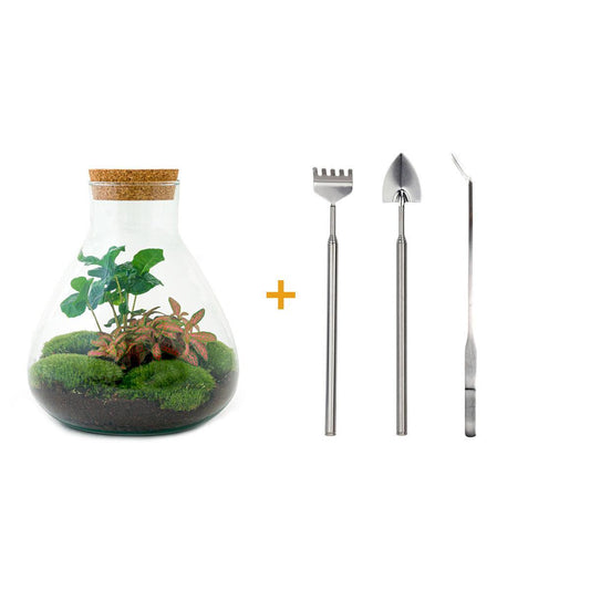 DHZ terrarium - Sammie Coffea - ↕ 27 cm - Hark + Schop + Pincet