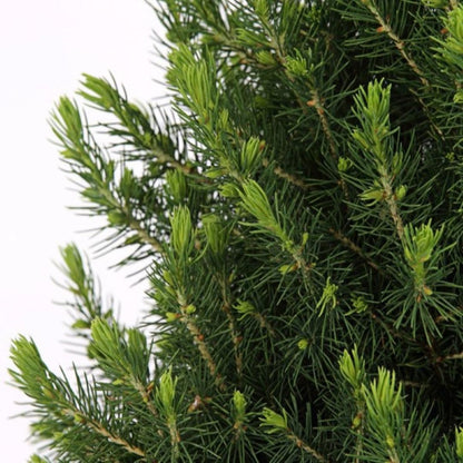 Kleine Kerstboom in Kerstmis sierpot - 70 cm - Picea Glauca Conica - Star lighting including batteries